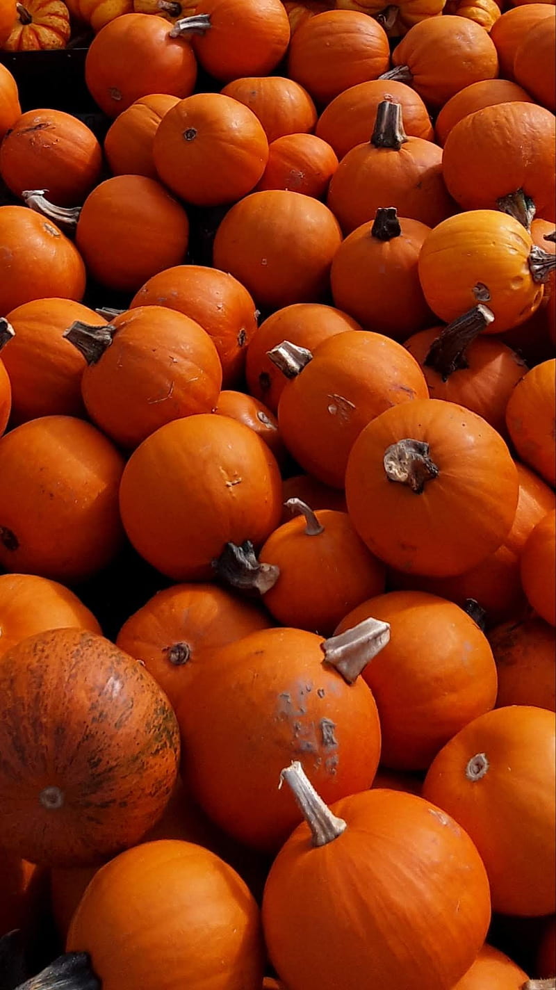 Pumpkin Patch, fall aesthetic, halloween, halloween favorites, HD phone  wallpaper | Peakpx