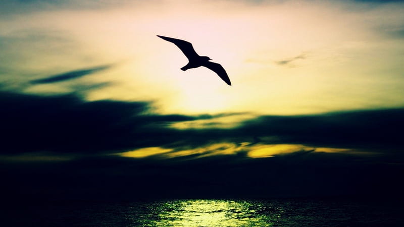 Seabird, nature, sky, bird, ocean, HD wallpaper