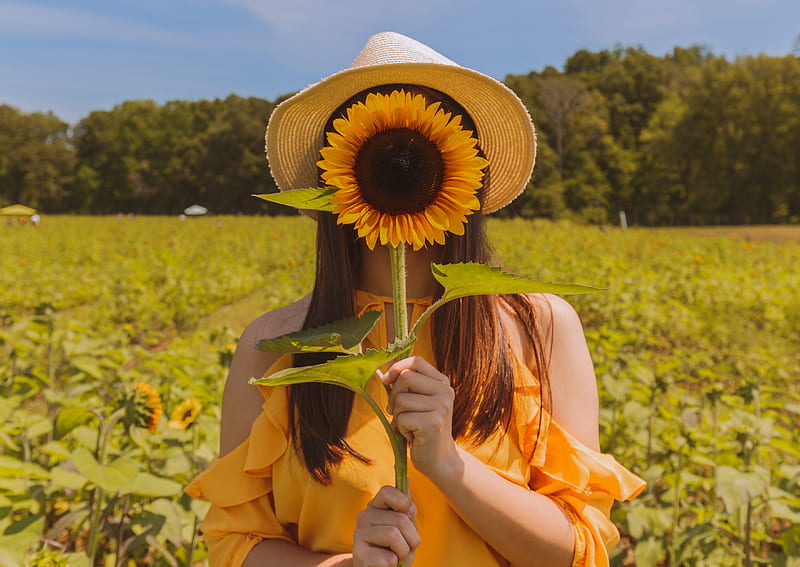 woman holding covering her face with sunflower at the field near trees during day, HD wallpaper