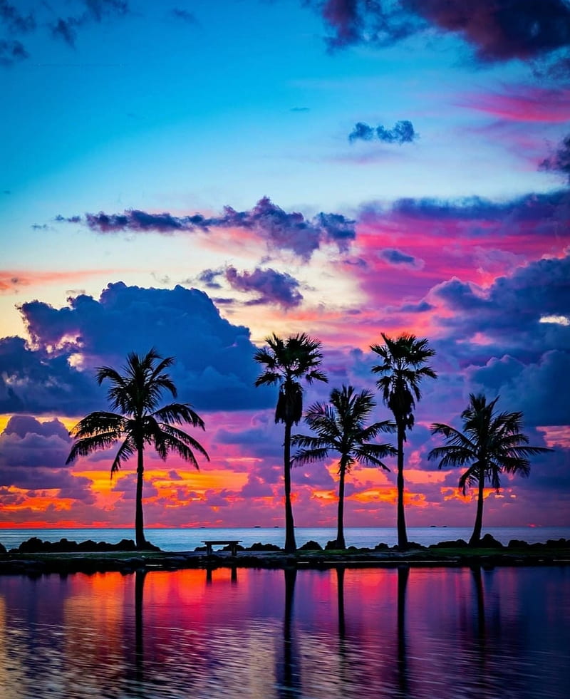 Miami, palms, HD phone wallpaper