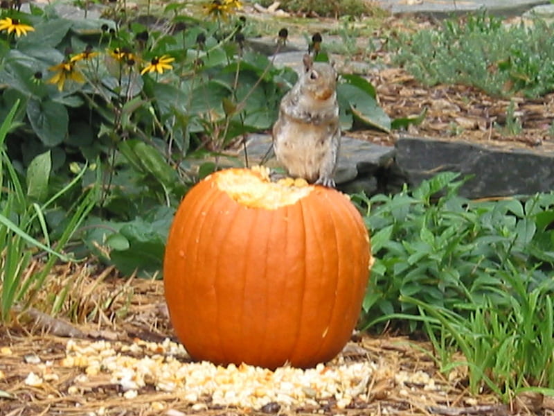 Halloween munchkin on a pumpkin, squirrel, jackolantern, halloween, pumpkin, HD wallpaper