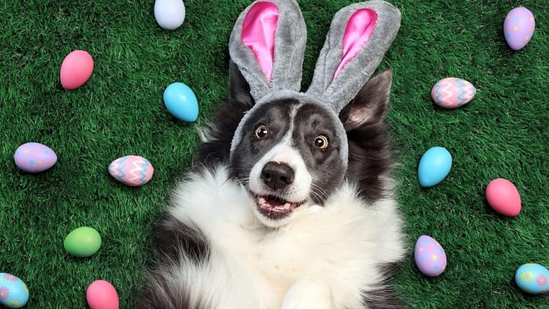 :D, green, caine, easter, funny, face, pink, dog, ears, egg, bunny, HD wallpaper