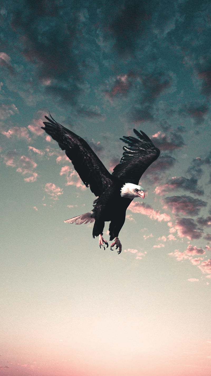 Eagle, cloud, fly, sky, sunset, wild, HD phone wallpaper | Peakpx