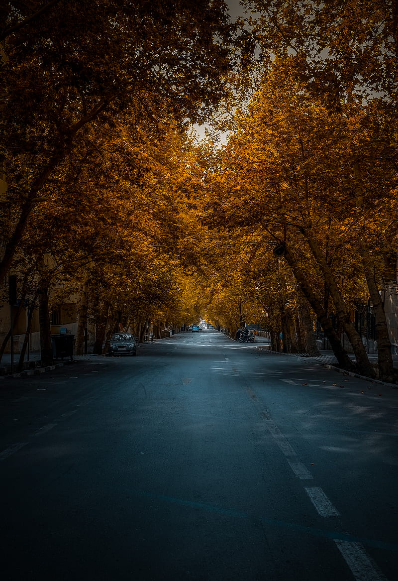 empty road between maple trees, HD phone wallpaper