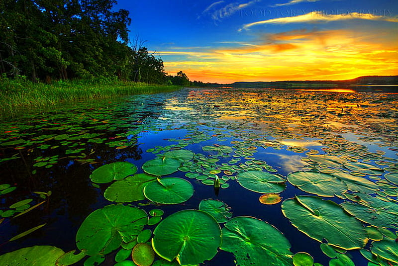 Lily pad sunset, gold, water, green, lily pads, sunset, blue sky, HD wallpaper
