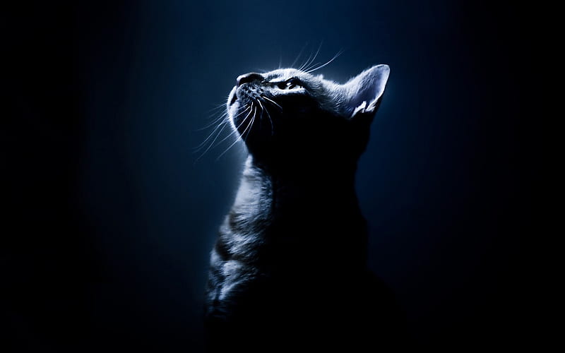 Melancholy eyes-fun cat, HD wallpaper