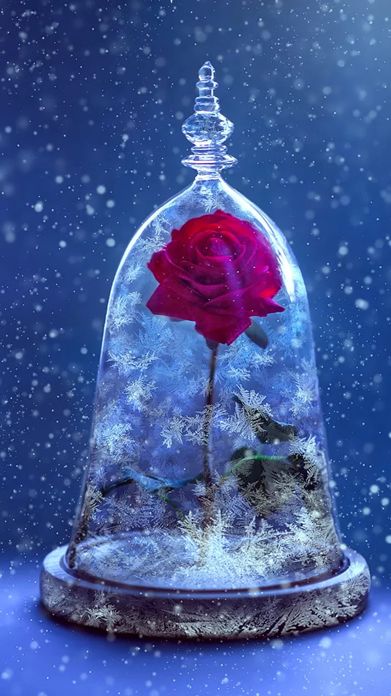 Single rose, blue, glass, love, red, red rose, snow, HD phone wallpaper |  Peakpx