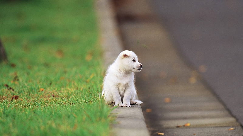 little puppy on the street-2012 animal Featured, HD wallpaper
