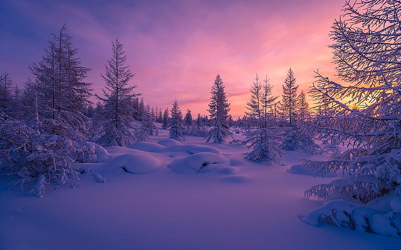 winter, sunset, forest, snowdrifts, HD wallpaper