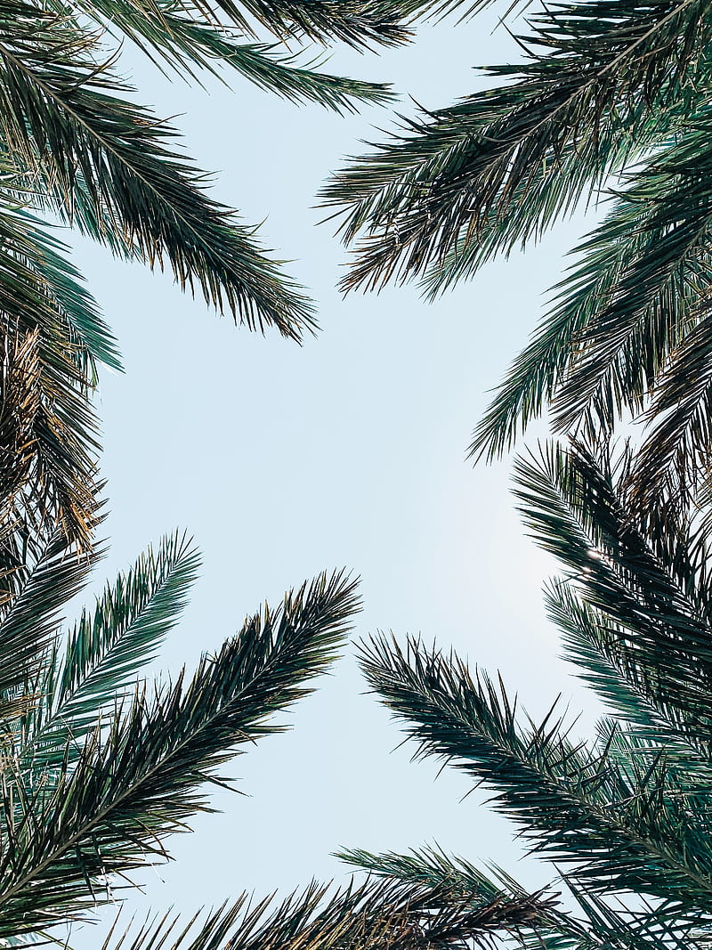 Palm tree, branches, leaves, sky, bottom view, HD phone wallpaper | Peakpx