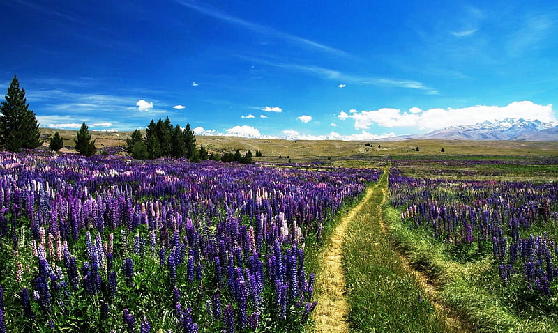 Spring Lupins, grass, trees, clouds, trace, mountains, prairie, flowers, blue sky, field, snowy peaks, HD wallpaper