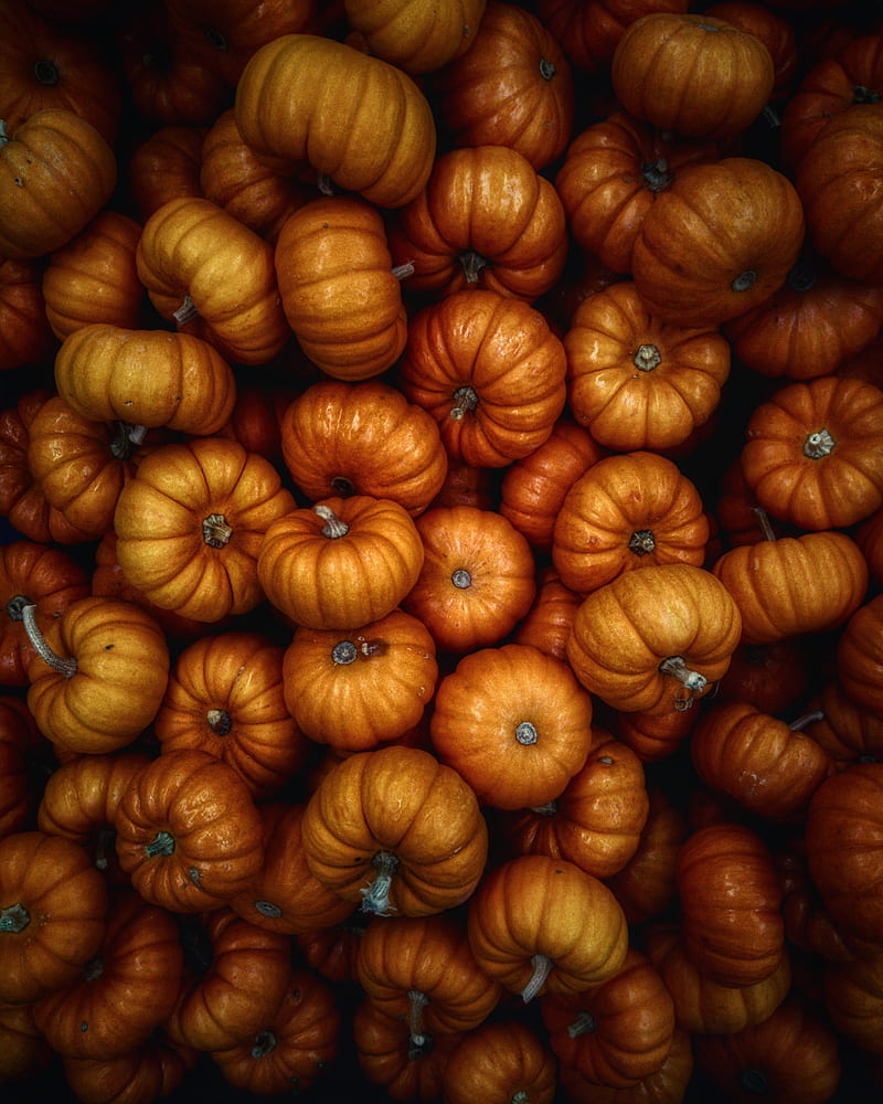 pumpkin, autumn, harvest, vegetables, HD phone wallpaper