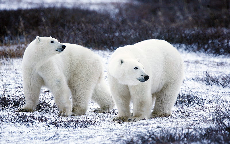 Winter white polar bear wildlife, HD wallpaper