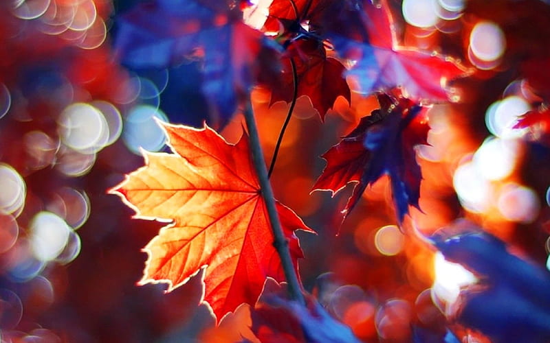 Maple leaves, fall, autumn, tree, leaves, maple, bonito, branches ...