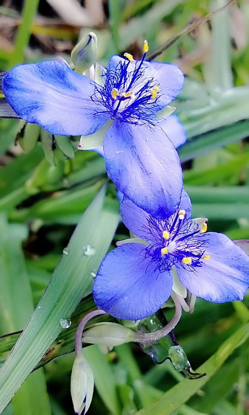 Flores silvestres azules, floración, rocío, verde, flores silvestres, Fondo  de pantalla de teléfono HD | Peakpx