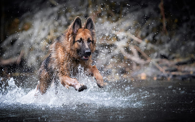 German Shepherd, river, running dog, puppy, cute animals, dogs, German Shepherd Dog, HD wallpaper