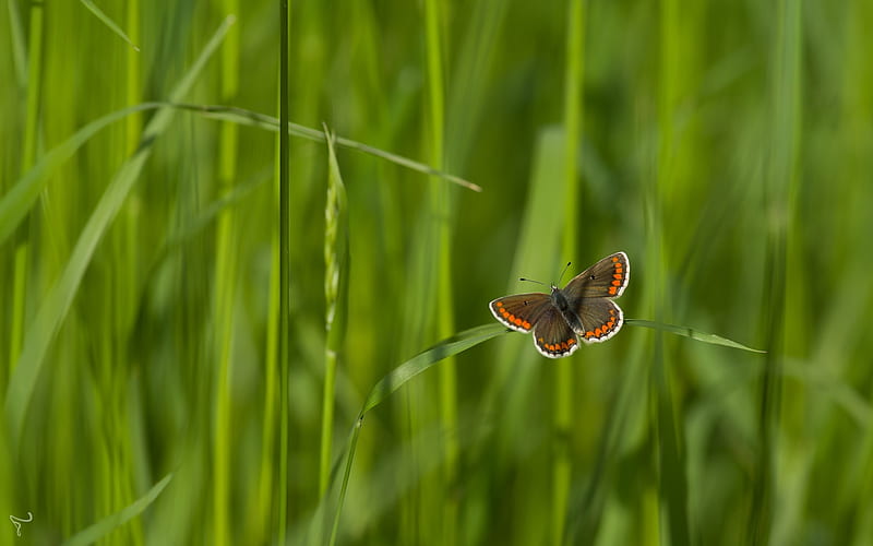 Brown Argus, butterfly, grass, macro, animal, HD wallpaper
