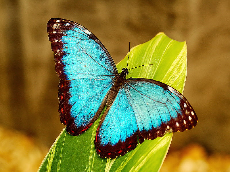 Blue morpho, morpho, butterfly, blue, HD wallpaper