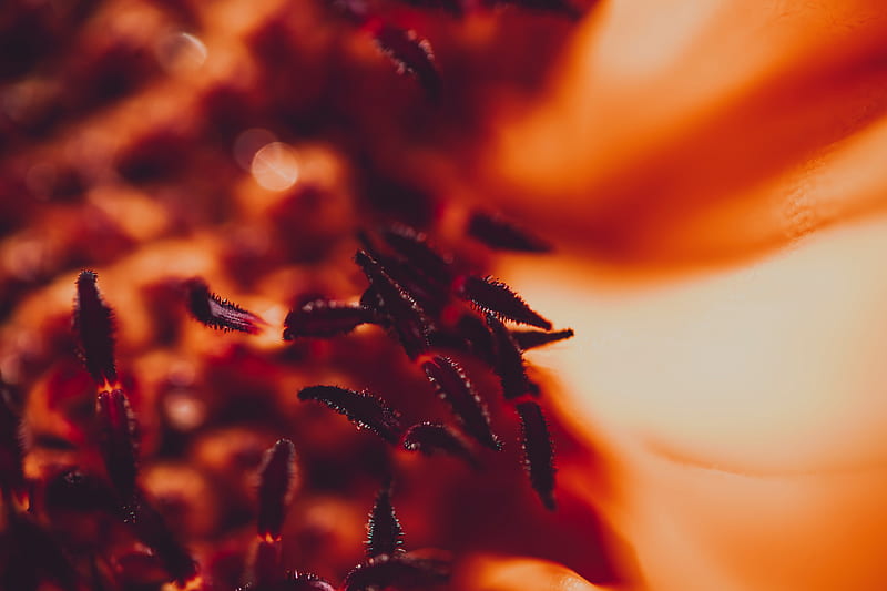 stamens, pollen, flower, macro, HD wallpaper
