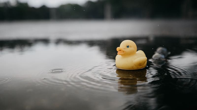 / rubber duck, duck, toy, puddle, water, HD wallpaper