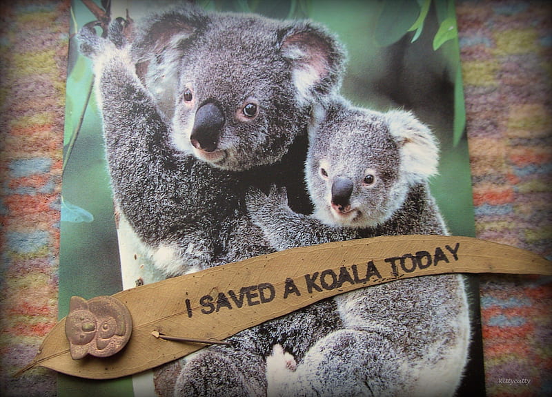 Koalas , eucalyptus leave, Koala, Australia, koalas, animals, sweet, cuddly, HD wallpaper