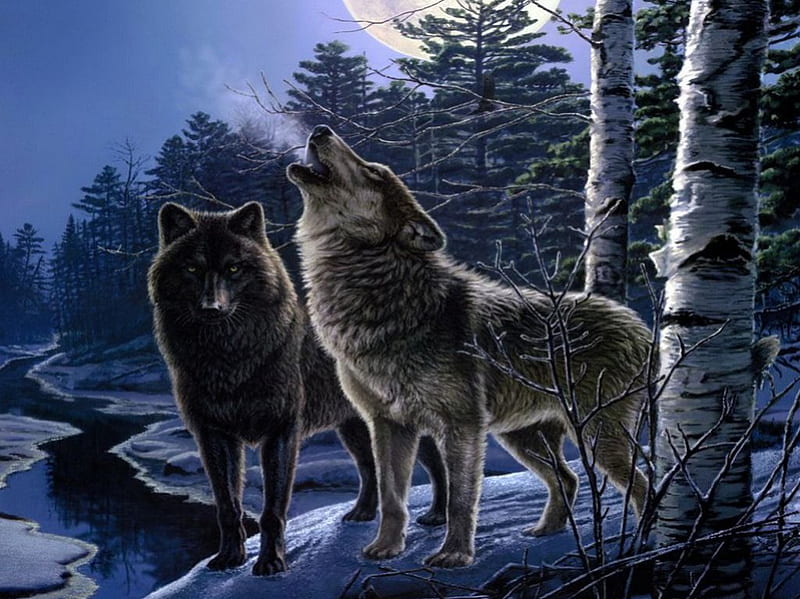 Wolveshowl, forest, predator, snow, wolf, wolves, artwork, winter, HD wallpaper