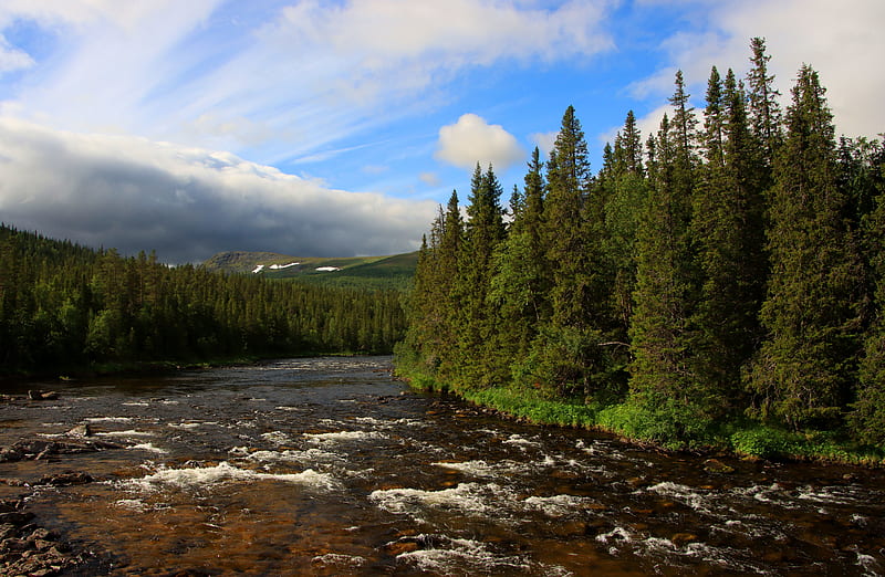 river, spruce, trees, forest, clouds, HD wallpaper
