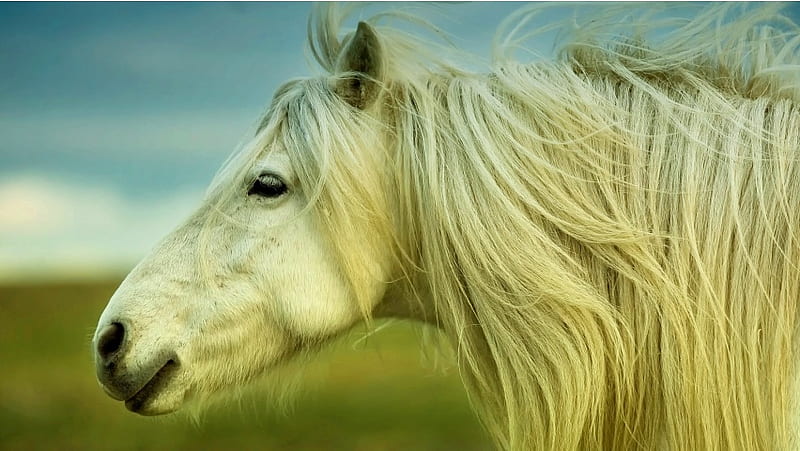 White Horse Silky Hair, HD wallpaper