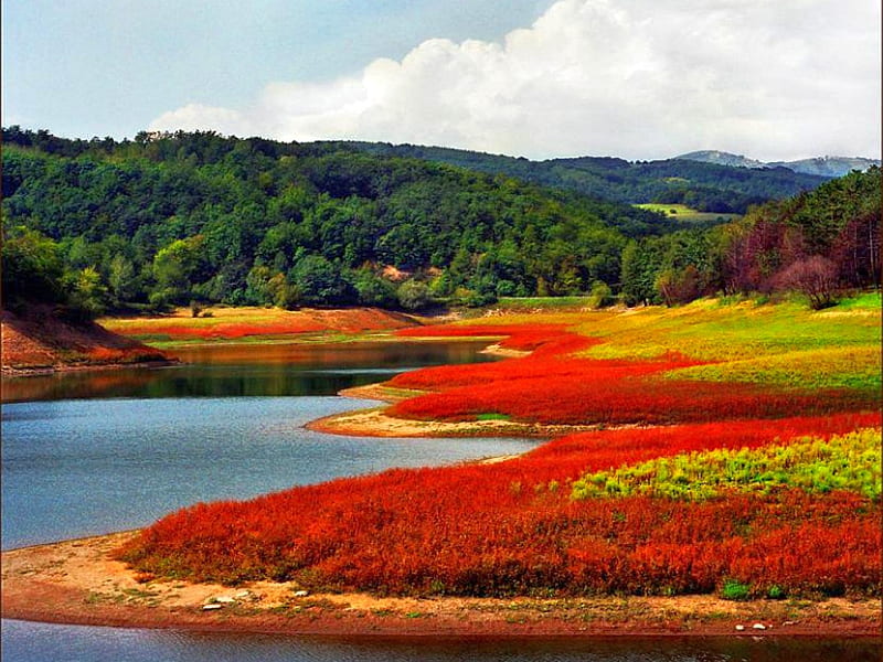 Red Grass, red, bor, grass, bonito, lake, balkans, HD wallpaper
