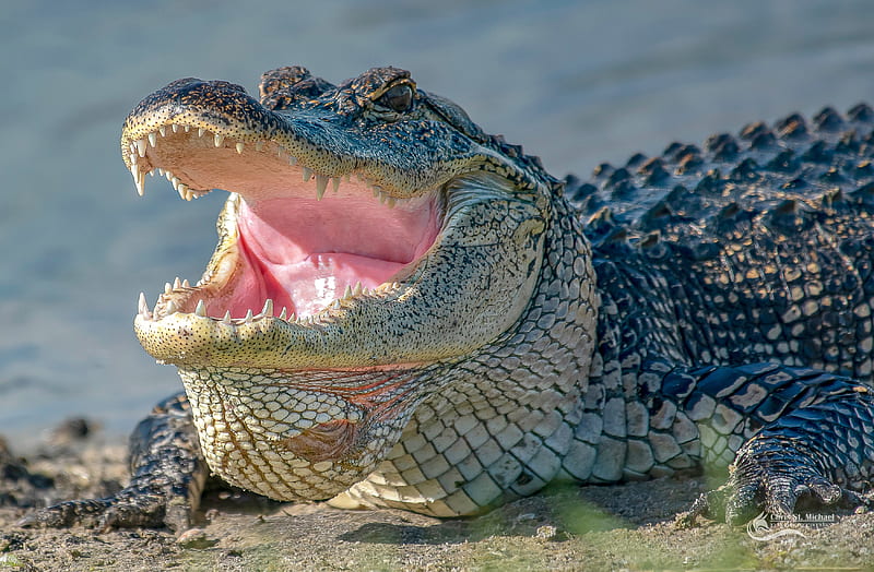 Animal, Alligator, Mouth, HD wallpaper