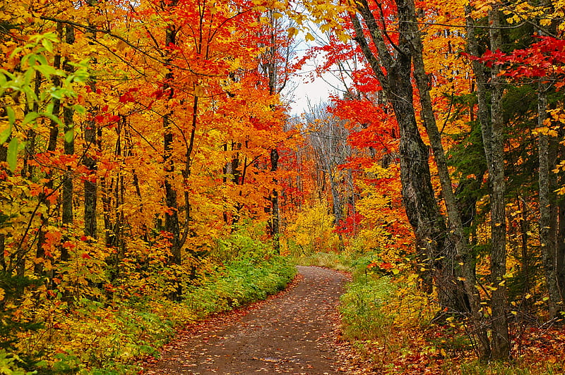 Earth, Path, Fall, Foliage, Forest, HD wallpaper
