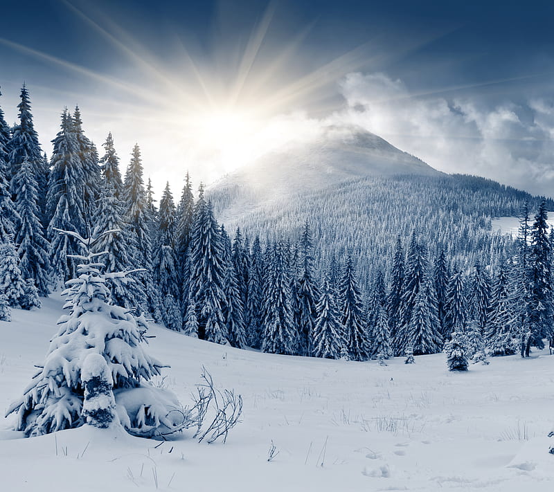 Winter Forest, hill, snow, sun, tree, HD wallpaper