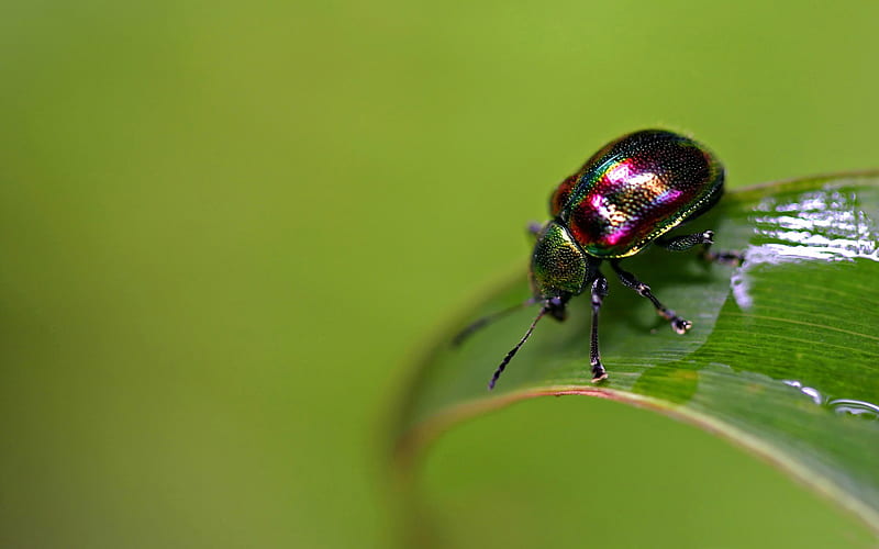 colorful bug-all kinds of insects, HD wallpaper
