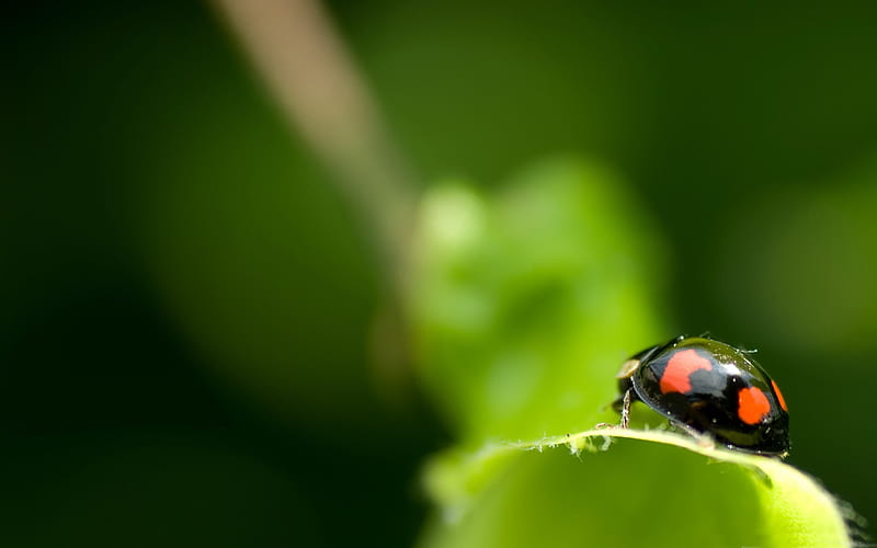 black ladybug macro-all kinds of insects, HD wallpaper