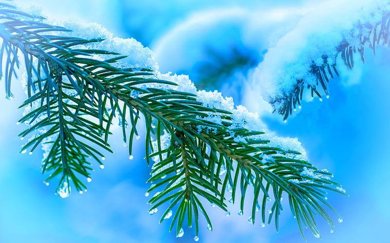 Christmas tree branch winter, christmas backgrounds, green fir-tree, blue winter backgrounds, nowy tree branch, HD wallpaper