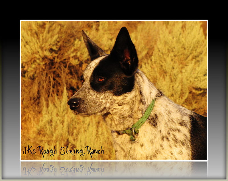 A Dog's Portrait, dark yellow, eyes, dogs head, dog, HD wallpaper