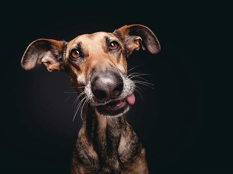 Funny face, caine, black, tongue, animal, funny, face, wieselblitz, elke vogelsang, dog, HD wallpaper