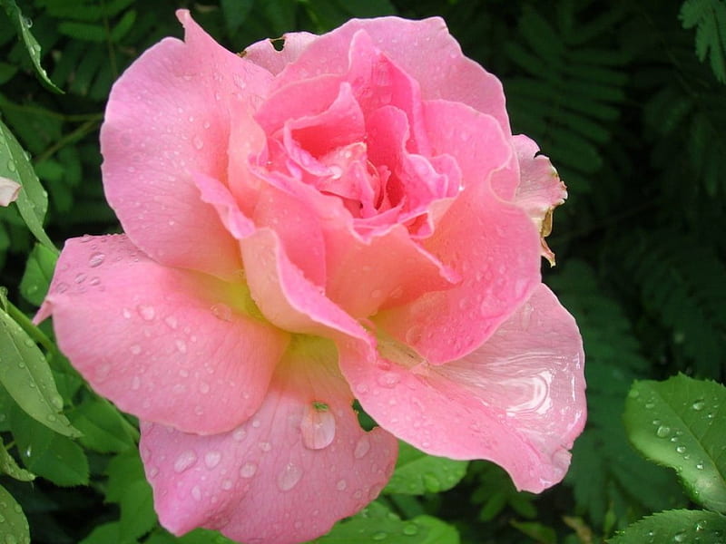 RAINDROPS ON ROSES, water droplets, flowers, gardens, beauty, rain, roses, pink, HD wallpaper