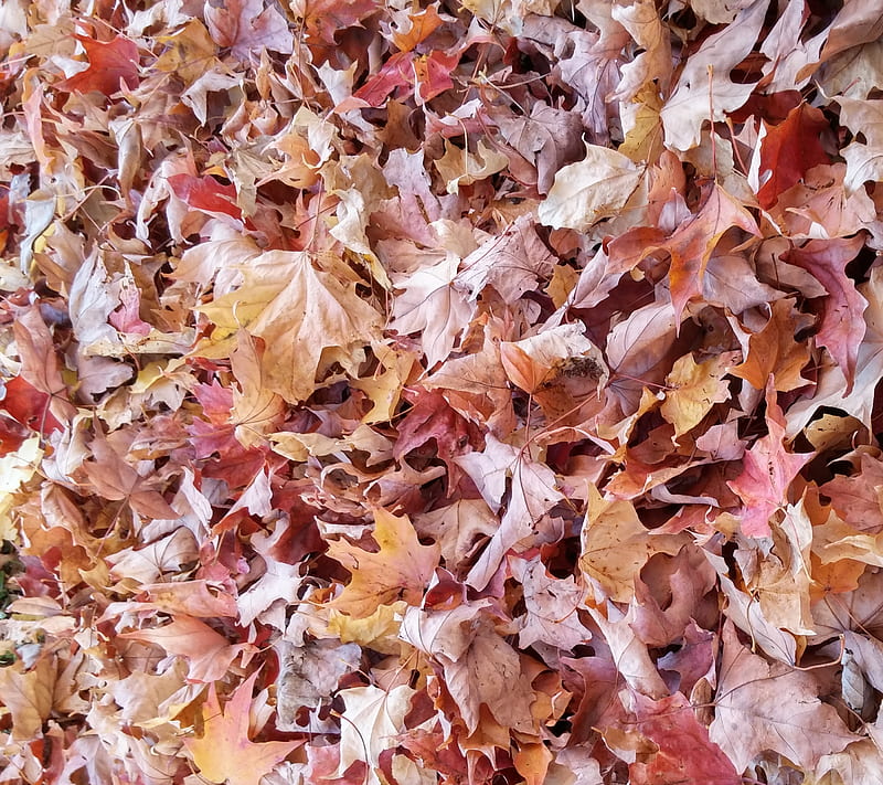 Fall leaves, autum, halloween, seasonal, HD wallpaper