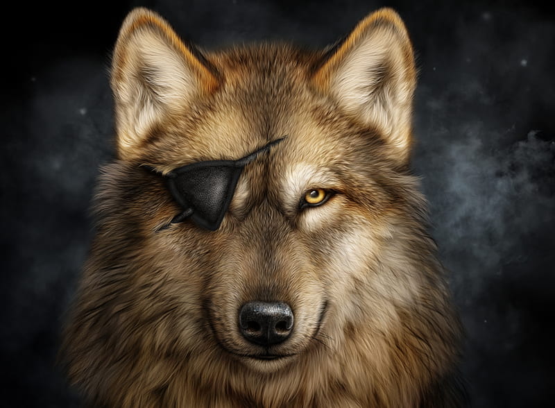 Pirate Wolf, cool, funny, humor, hunter, king, wild, wolf with an eye patch, wolves, HD wallpaper