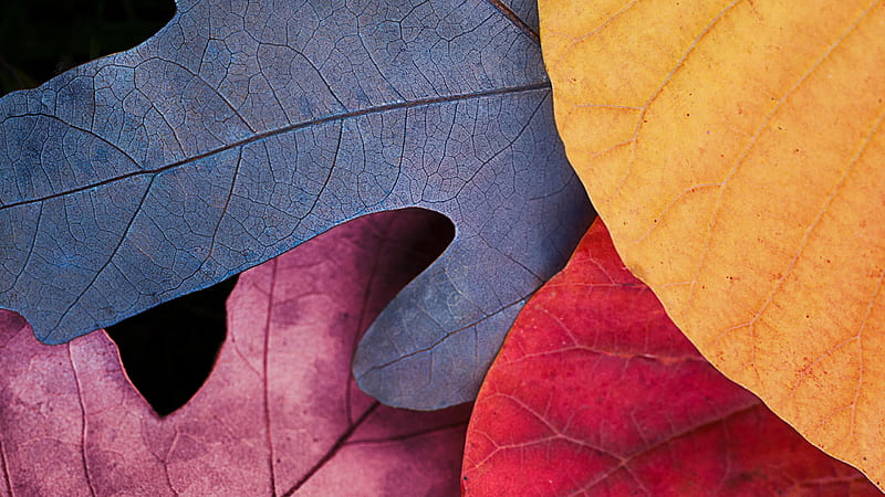 Colorful Autumn Leaves Macbook Pro Macbook, HD wallpaper | Peakpx