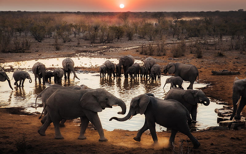 Herd of elephants, wildlife, elephants near the lake, Africa, elephants, HD wallpaper