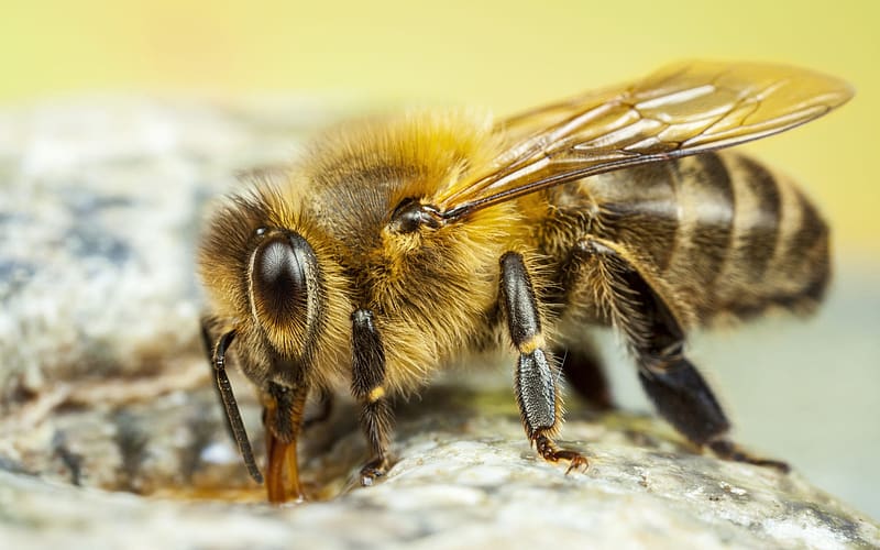 European Honeybee, animal, honeybee, european, insect, HD wallpaper