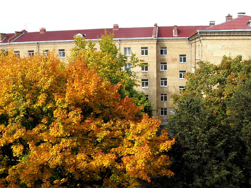 Autumn in campus, fall, autumn, tree, campus, yellow, HD wallpaper