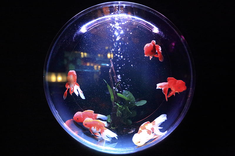 school of fish in fishbowl, HD wallpaper