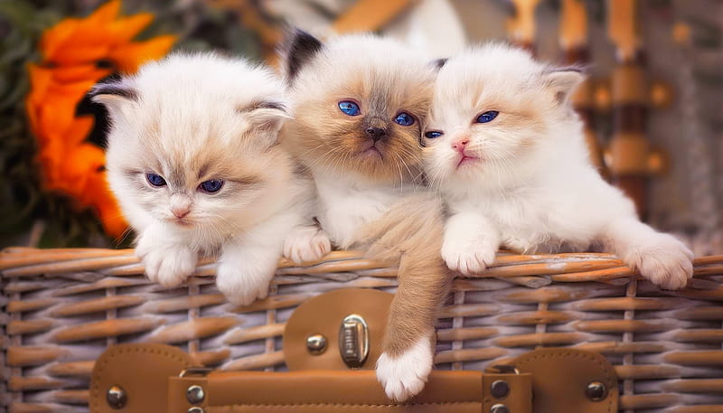 Kittens in basket, playing, fluffy, kittens, adorable, sweet, cute, basket, kitties, cats, friends, HD wallpaper