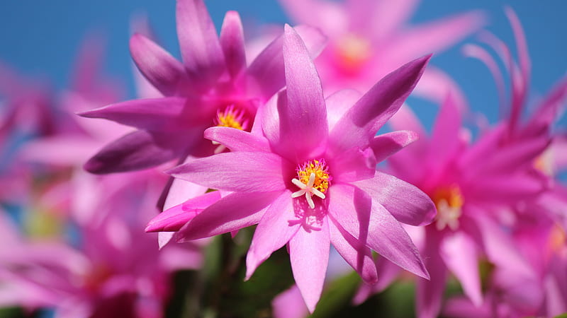 Plantas de pétalos de flor rosa en desenfoque de de cielo azul flores,  Fondo de pantalla HD | Peakpx