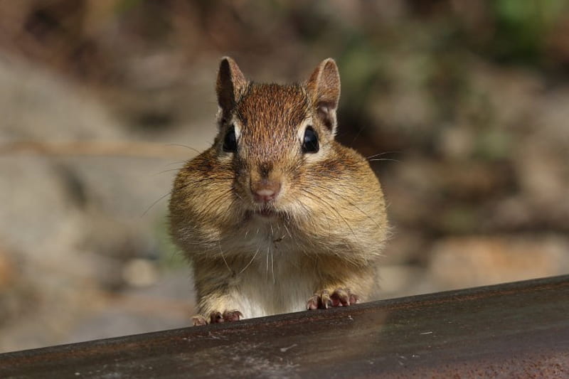 Curious chipmunk sitting on trunk in nature · Free Stock Photo