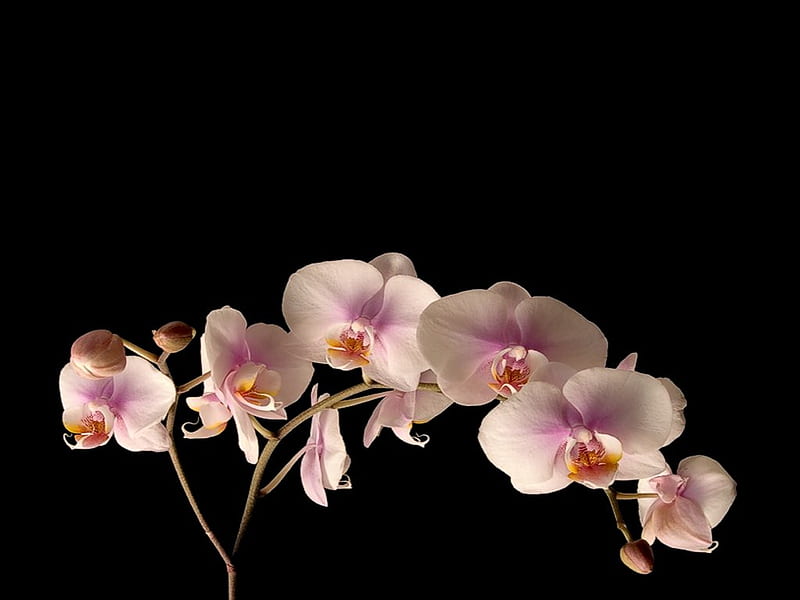 Exotic orchids, exotic, orchid, flower, black, nature, HD wallpaper