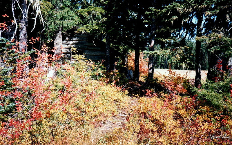 Old Cabin at Daily Praire (2), fall, , autumn, house, old log cabin, washington, prairie, foliage, HD wallpaper